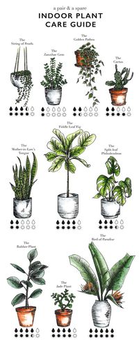 How to Care for Indoor Plants