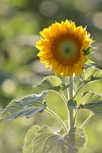 A beautiful sunflower in all its glory.