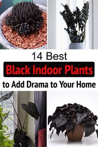 Discover the names of the 14 best Black Indoor Plants--These houseplants are stunning and have the power to add a sense of drama to your interior!