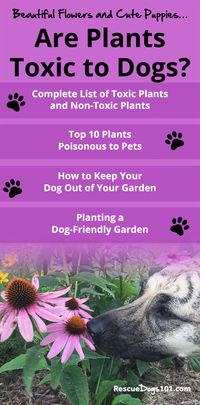 Beautiful Flowers and Cute Puppies… Are Plants Toxic to Dogs?  As much as I love to garden, I love my dogs even more. And there are so many plants that are harmful to dogs.  #gardening #dogs #dogstuff #rescuedogs101