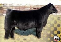 GVC Hawkeye • Cattle Visions • Premier Multi-Breed Online Semen Distributor