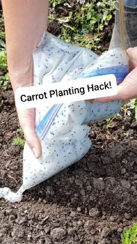 Northern Garden and Homestead on Instagram: "Save this video for next spring! Or, if you live in a warmer climate and plant carrots as a fall crop, share this with your friends! Usually planting carrots is so long and finicky... this makes it super fast if you just put in a little prep time! They also germinate better! #homesteadinglife #homesteading #homesteadinginthenorth #fallcrops #carrotplanting #countryliving #prepping #winterfoodstorage"