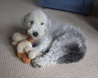 Bedlington Terrier Puppy with it’s Doggy Cuddly Toy - Aww!