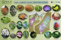 Rain garden plants