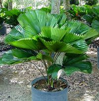 Ruffled fan palm. Licuala grandis is a very attractive, slow growing palm that can get up to 10ft tall, but usually doesn’t get higher than 6ft with a spread of 5-10ft wide.