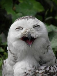 Owl smile