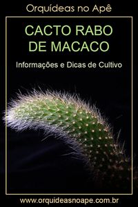 Informações e dicas de cultivo do cacto rabo de macaco, Hildewintera colademononis. #cactos #orquideasnoape