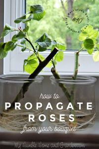 If You Love The Rose From Your Bouquet, Propagate It! - My Humble Home and Garden