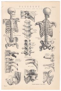 "TITLE : HUMAN ANATOMY - BACKBONE - INCLUDING RIBS AND PELVIS ORIGIN : england, uk DATE : 1880 TECHNIQUE : engraving MEASUREMENT : paper is approx. 6.25 x 9.75\" CONDITION : this is an original antique print - as such there may be varying signs of aging... so please look at the photos carefully - the first photo shows the entire print - convo me for additional photos AUTHENTICITY : all prints are guaranteed to be a original ANTIQUE - over 100 years old SHIPPING : prints arrive in a new resealabl