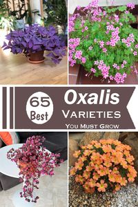 Unleash a burst of color in your garden with the Best Oxalis Varieties, a versatile and stunning collection of plants to suit any green thumb.