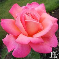 chicago peace rose - Google Search