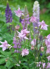 Three Dogs in a Garden: Columbine in a Walled Garden