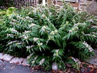 Steven Proof Plants - Toadlily tricyrtis hirta variegata