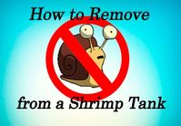 How to Remove Snails from a Shrimp Tank - Shrimp and Snail Breeder