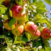 Apples on a branch