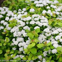 USDA Hardiness Zones 3-9 Height 3-4 Feet Tall Spread 3-4 Feet Wide  It is easy to see why this is favorite, a Spirea that appears to glow for seasons! This winter hardy plant that can withstand the heat of summer. It has a compact habit and is filled with yellow foliage and red buds that open to pure white blooms. The Glow Girl Spirea is loved by people and pollinators alike. The foliage is bright yellow and will hold its color all season. The red buds appear early, and in the spring, white butt