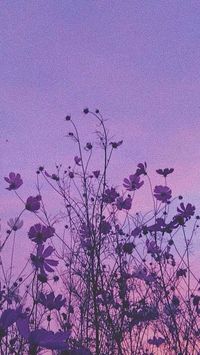 #aesthetic #coquette #icon #wallpaper #purple #soft #flowers