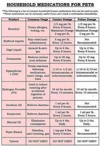 Dog’s upset stomach and diarrhea is a frequent concern for most of dog owners. We must know how to cure them. This article can help you to know how to care your dog at first stage.