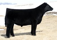 GVC FORTUNE & GLORY 01U • Cattle Visions �• Premier Multi-Breed Online Semen Distributor