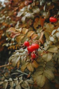 Dog Rose Pictures | Download Free Images on Unsplash