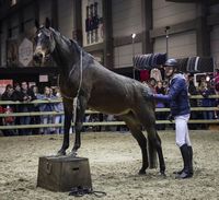 Flanders horse expo 2015  Jesse Drent en Andorra