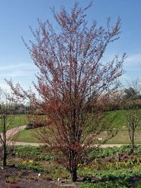 Katsurabaum 'Rotfuchs' / Lebkuchenbaum - Cercidiphyllum japonicum 'Rotfuchs' - Baumschule Horstmann