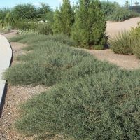 "Prostrate acacia is a sprawling evergreen shrub with leathery gray-green or blue-green leaves, brownish pod fruits and small yellow puffballs that bloom in early spring. The taller versions of the shrub can grow 2 to 5 feet in height, although dwarf cultivars like \"Low Boy\" and \"Desert Carpet\" may attain a uniform growth of around 1 to 2 feet. All cultivars will spread far and wide up to 30 feet, although a more typical width is around 15 feet. Due to its fast-growing properties and relativ