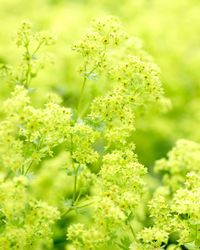 Alchemilla mollis is the most frequently-seen alchemilla, and for good reason. It is a charming plant with a frothy haze of lime-green flowers in late-spring and summer. These are accompanied by neatly scalloped apple-green, fan-shaped leaves, which last all season long. Garden designers regularly recommend this plant,