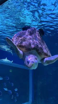 If you’re looking for things to do in Salt Lake City, check out the Living Planet Aquarium! This is a great place to spend a few hours with your family and see enjoy the animals and sea life exhibits year round.