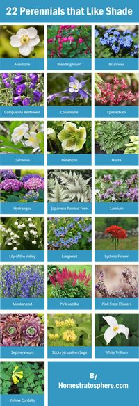 22 perennials that like shade.