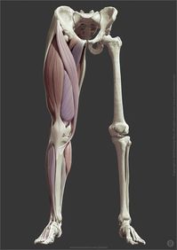 ArtStation - Leg anatomy, Jekabs Jaunarajs