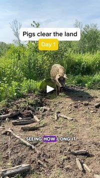 37K views · 7.5K reactions | Once the pigs are done, the land will be flattened, filled and seeded for larger, pasture animals 🐑🐮🐖#homestead #farmlife #farmanimals #mangalitsapig #farmchores | Thunderbluff Farm