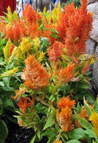 Celosia argentea