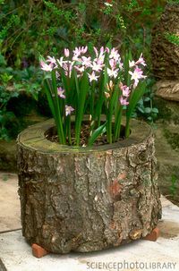 How to reuse a fallen tree: makes a great planter idea