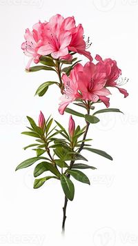 Photo of beautiful Azalea flower isolated on white background. Generative AI, AI, #Generative, #background, #Ad