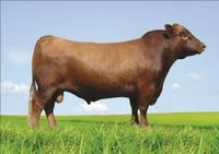 Cautivo - Rojo Angus