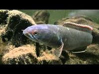 Ceylon snakehead (Channa orientalis) - Google Search