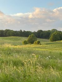 trees in grass field. green landscape. travel. Scandinavia. nordic nature. scandinavian nature. travel in Scandinavia. adventure. summer adventure. grass meadow. peacful landscape. like a moviescene. like in a dream. aesthetic. aesthetic pictures