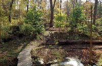 View agriculture with a remarkably new perspective and farm the woods using a permaculture approach to growing food and medicinals in temperate forests.