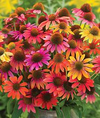 Warm Summer US7,982,110 Echinacea - Perennial Flower Plants for Home Gardens at Burpee.com