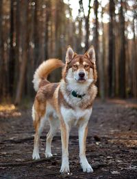 Native American Indian Dog (NAID), an ancient breed recreated by mixing various large dog breeds such as the Siberian Husky, the Alaskan Malamute, the Chinook, and the German Shepherd.❤️