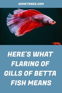 Betta fish are considered one of the most accessible fish to care for. They are active and playful and make great additions to any aquarium. If you notice your betta fish flares its gills, then this article is perfect for you. Read through to know what trigger this behavior. #bettafish #freshwaterfish #aquariumfish