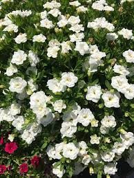 calibrachoa double white - Google Search