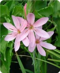 Hesperantha coccinea 'November Cheer' (aka Schizostylis coccinea 'November Cheer,' Kafir Lily)