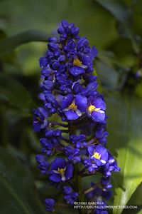 Digital Flower Pictures.com: Blue Ginger (Dichorisandra thyrsiflora)