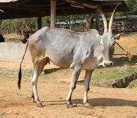 hallikar cattle, about hallikar cattle, hallikar cattle breed, hallikar cattle breed info, hallikar cattle breed facts, hallikar cattle breeders, hallikar cattle care, caring hallikar cattle, hallikar cattle color, hallikar cattle characteristics, hallikar cattle facts, hallikar cattle for milk, hallikar cattle history, hallikar cattle horns, hallikar cattle info, hallikar cattle images, hallikar cattle milk, hallikar cattle origin, hallikar cattle photos, hallikar cattle pictures, hallikar ...