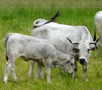 gascon cattle, about gascon cattle, gascon cattle breed, gascon cattle behavior, gascon cattle breed info, gascon cattle breed facts, gascon cattle care, caring gascon cattle, gascon cattle color, gascon cattle characteristics, gascon cattle facts, gascon cattle for milk, gascon cattle for meat, gascon cattle history, gascon cattle horns, gascon cattle info, gascon cattle images, gascon cattle longevity, gascon cattle milk, gascon cattle meat, gascon cattle orgin, gascon cattle photos, gascon