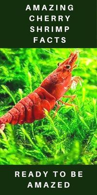 In this PIN, I’ll talk about some of the interesting facts regarding cherry shrimps. I have collected all these facts after hours of research and about 7 cups of black coffee. All these facts amazed me and made me love these little creatures even more!