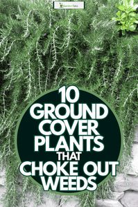 10 Ground Cover Plants That Choke Out Weeds