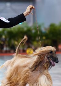 Afghan Hound (Hound Group) @18th &19th AKU and SKC 179th Championship Shows